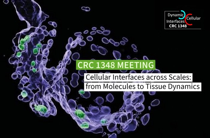 CRC 1348 Meeting: Cellular Interfaces across Scales