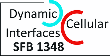 SFB 1348 Dynamic Cellular Interfaces